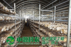 河南蚌埠市食用菌温室大棚公司